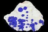 Blue Azurite Sun Cluster on Siltstone - Australia #142794-1